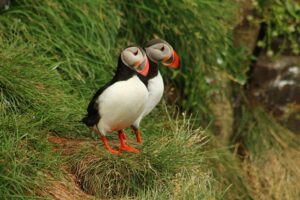 puffin-3903951_640