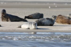 seals-5221527_1280